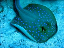 Blue Spotted Stingray taken at Stingray Station with a Ca... by Michael Moore 
